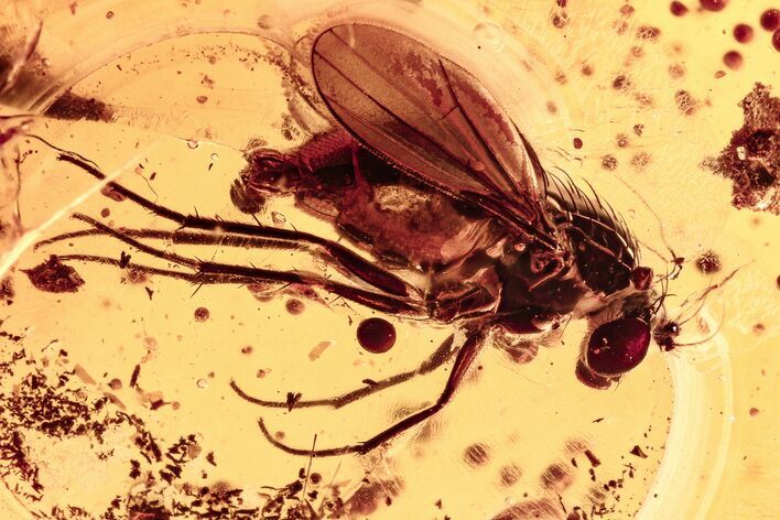 Detailed Fossil Fly (Dolichopodidae) & Bark Fragments In Baltic Amber #278624